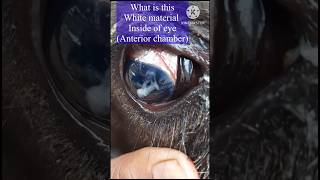 “cattle incredible eye transformation in 10days hypopyon [upl. by Alexander]