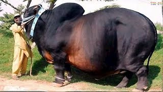 WOW Amazing Biggest Cow in The World  New Agriculture Technologies [upl. by Odrahcir988]