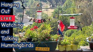 Live 1000’s of Hummingbirds out Kitchen Window Robbie and Gary Gardening Easy is live [upl. by Rose]