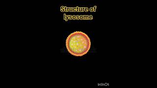 Structure of lysosome lysosomes structure  Lysosome Structure And Functions  Class 11 Biology [upl. by Baniez]