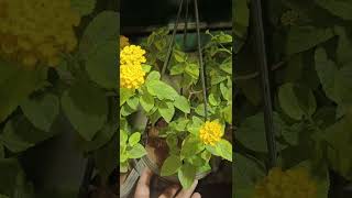 poovin azhagu  prabhu floral nursery kuniyamuthur 8903310820 [upl. by Enytsuj571]