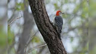 Woodpecker Identification in Southeastern Minnesota [upl. by Akelahs]