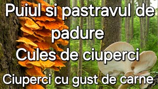 Puiul de padure  Ciuperca cu gust de carneCules de ciuperci și rețete [upl. by Khanna789]