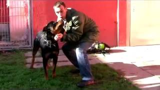 Rottweiler Baco Gefahr oder Familiensegen [upl. by Port]