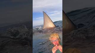 Shark Week Great White Shark Swims In Ocean greenscreen funny shortsvideo [upl. by Yeo576]