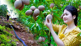 🔴LIVE🔴AMAZING HARVESTING SAPODILLA FRUITHow to Make Delicious Sapodilla Fruit Easily [upl. by Nosdivad497]