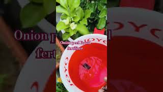 Onion peel liquid fertilizer youtubeshort best liquid fertilizer [upl. by Ardnovahs]