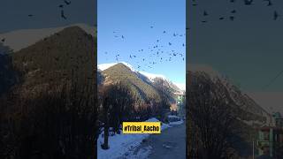 Migratory Birds During Winters In Kinnaur  Home  minivlog [upl. by Airtemad125]