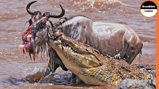 Harshest Crocodile Attacks On Wildebeests [upl. by Frear]