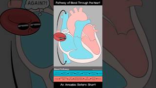 Pathway of Blood Through the Heart  Amoeba Sisters Shorts biology circulatorysystem [upl. by Ennoirb]