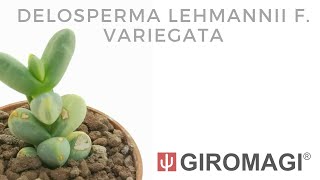 Delosperma lehmannii f variegata [upl. by Christianna]