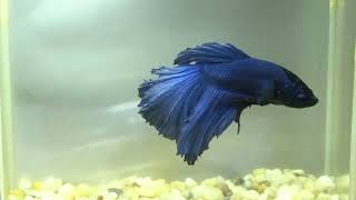 betta fish fish bettafish shorts 695 [upl. by Geddes]