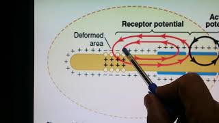 Stimulation of Pacinian corpuscles  Medical Physiology [upl. by Aynnek941]