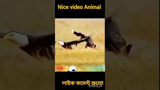 Animal fannyvideo baglacomedy funnyshorts funny vairalvideo comedy youtubeshorts shortvideo [upl. by Lexie75]