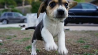 Pocket Beagle Puppy Tiny Beagles Cute Puppies Playing Tug O War at Work [upl. by Popele]