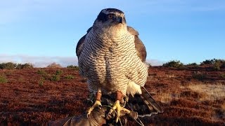 Goshawks  hunting pheasants in Angus Scotland [upl. by Olia]