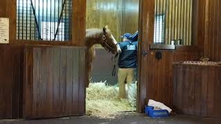 Justify at Ashford Stud Pt 2 [upl. by Schilt]