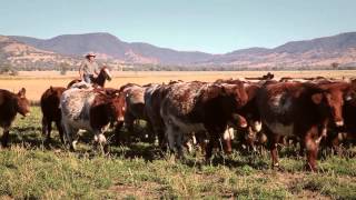 Shorthorn Beef  Andrew Campbell TVC [upl. by Onit]