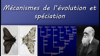 Cours TS  Mécanismes de lévolution et spéciation [upl. by Ojiram739]