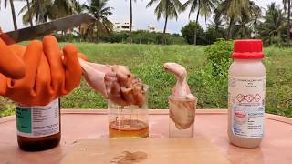 CHICKEN VS SULFURIC ACID VS HCL ACID  DAMAGE TO SKIN BY ACIDS  EXPERIMENTS AND HACKS [upl. by Aldus741]