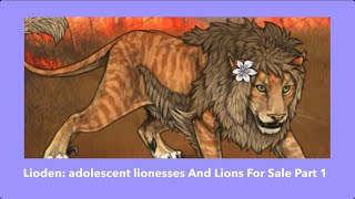 Lioden adolescent lionesses And Lions For Sale Part 1 [upl. by Gonzales]