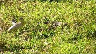 Eastern Brown snake encounter 2 days before Winter [upl. by Ellenrad395]