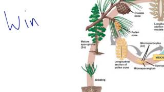 Gymnosperm Reproduction [upl. by Huebner]