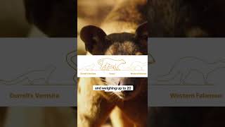 Fossa Ranking wildlife animals madagascar facts [upl. by Ilrahc609]