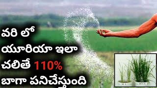 యూరియాను ఇలా చల్లరాదు  urea fertlizer best use in rice  fertilizer [upl. by Eralcyram403]