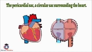 Cardiac Tamponade Pulsus Paradoxus [upl. by Saberhagen]