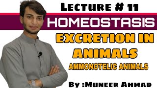 Excretion in animals Homeostasis Excretory products Ammonia ammonotelic animals by Muneer Ahmad [upl. by Kneeland]