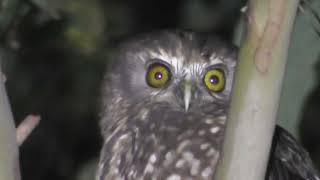 Morepork  Ruru  NZ native owl [upl. by Arba]