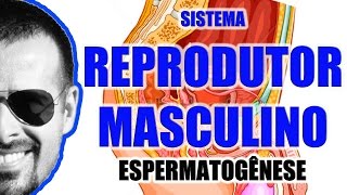 Espermatogênese A formação dos espermatozóides  Sistema Reprodutor Masculino  VideoAula 059 [upl. by Filmer]