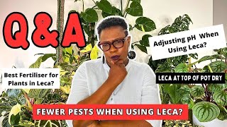 Plants in Leca QampA Session Answering Your Leca Plant Care Questions [upl. by Thema]