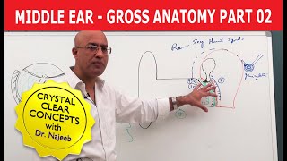 Middle Ear  Gross Anatomy  Part 29 [upl. by Cozza]