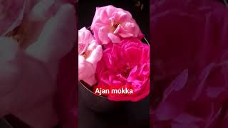 mokka ajan viral shots [upl. by Ssilem758]