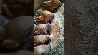 Baby Piglets Breastfeeding viral shorts shortvideo trending pig boar pigfarmvideo wildlife [upl. by Blen31]