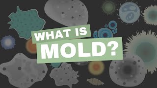 Managing Total Yeast and Mold with Zamir Punja PhD [upl. by Marguerita237]