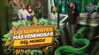 Las serpientes más venenosas del mundo en plató – El Hormiguero [upl. by Aihtibat10]