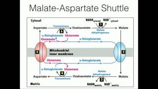 MalateAspartate Shuttle Mitochondrial NADH Transport [upl. by Clein]