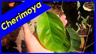 El Bumpo Cherimoya Foliar Feeding BEFORE amp AFTER [upl. by Elleunamme869]