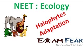 NEET Biology Ecology  Halophytes Adaptation [upl. by Eleirbag]