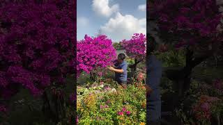 Bougainvillea flowerflowers flower plantic natural plantbeauty gardenflowerplants gardening [upl. by Shoifet]