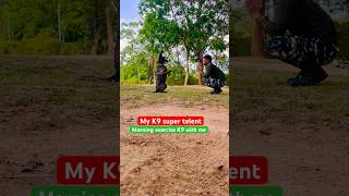 Malinois dog training army dog training youtubeshorts germanshepherd trending viralvideo [upl. by Artimid632]