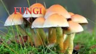 Diversity in Living Organisms  CBSE Class 9 IX Science [upl. by Asenej814]