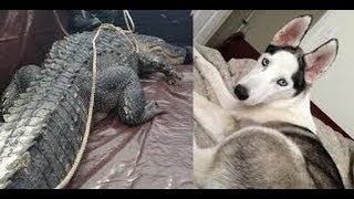 Alligator eats dog 500pound gator devours 80pound Husky [upl. by Shevlo]