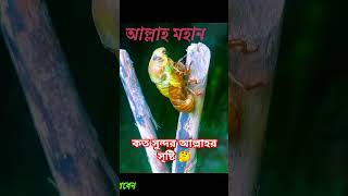 কতসুন্দরআল্লাহরসৃষ্টিviralvideofactsnewmotivebanglalove quran viralshorts Qurqnsunna [upl. by Barbaraanne163]