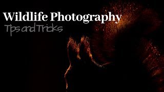 How to be creative with wildlife photography part 2  TIPS AND TRICKS [upl. by Pozzy628]