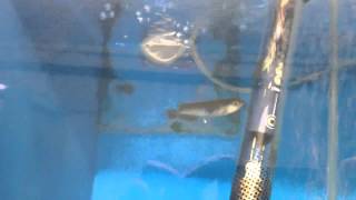 Jardini Arowana Fry For Sale [upl. by Lasorella]