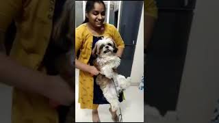 simbha playing with sister shih tz vlog doglovers🥰😍 [upl. by Auliffe]